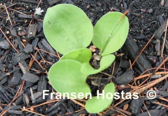 Hosta Confetti Cup